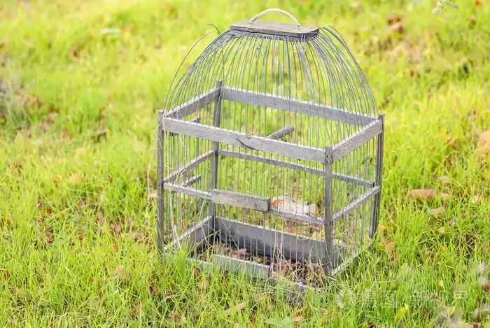 笼子里的鸟在绿色的草地上