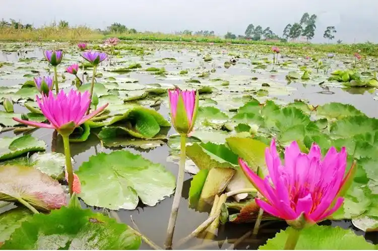 莲情谷文化园九品香水莲世代豪华亮粉色水生植物绿化水体