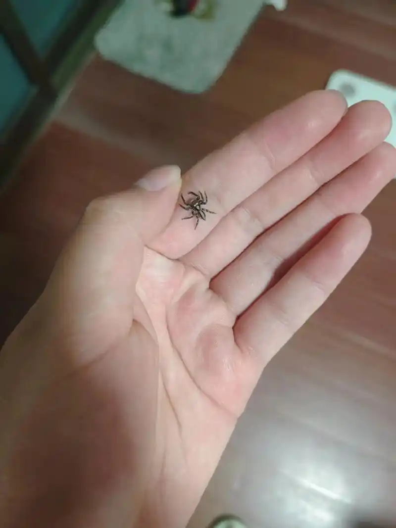 前面三张是家里的跳蛛也超级可爱的呢,最后一张是佛罗里达 - 抖音