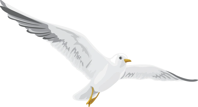 海鸥png