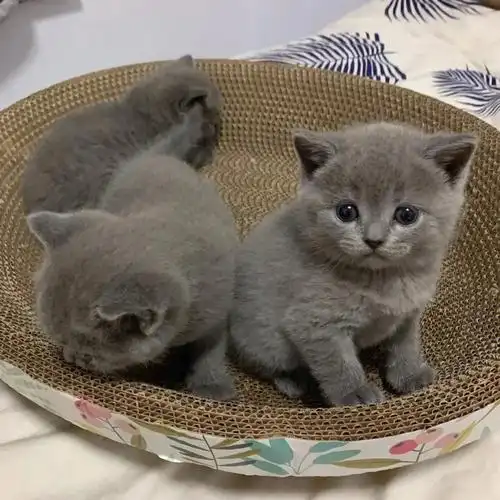 英短蓝猫小偿领养