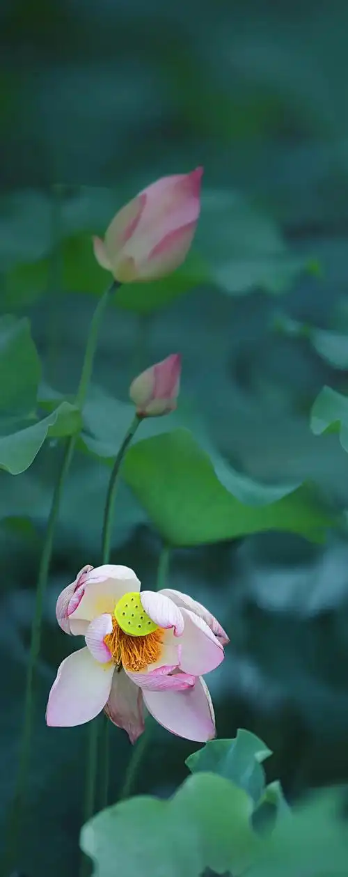 清新绿色护眼荷花壁纸