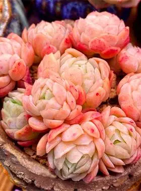 多肉植物贝瑞带香味大群生超大冰梅