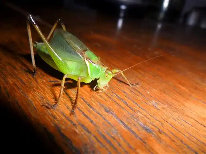 p>鼓翅鸣螽是螽斯科的一类动物.俗称姐儿,吉儿,扎儿.