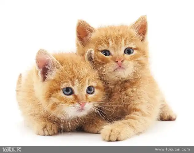 关键词:可爱猫咪喵星人宠物特写小猫宝宝动物