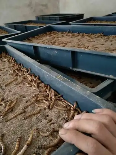 优质活体大麦虫