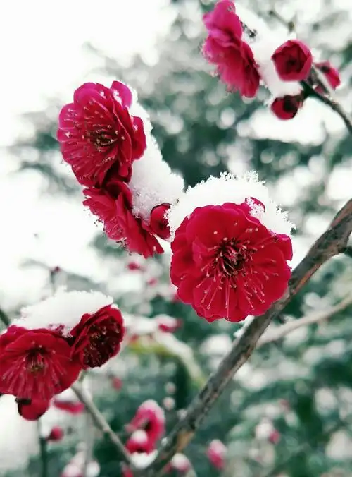 我赞梅花品格高,世代英名人间传.