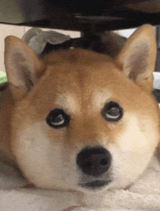 又一个柴犬表情包 戏精汪星人堪比狗界影后