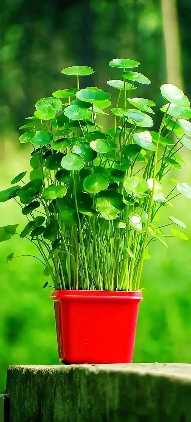 绿色背景图,绿色背景图卡通(护眼壁纸:绿色清新背景图)