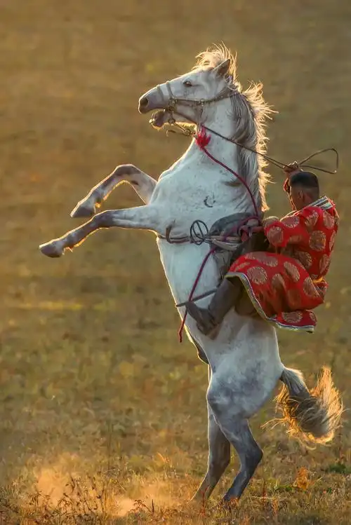 《骏马奔腾踏金秋》