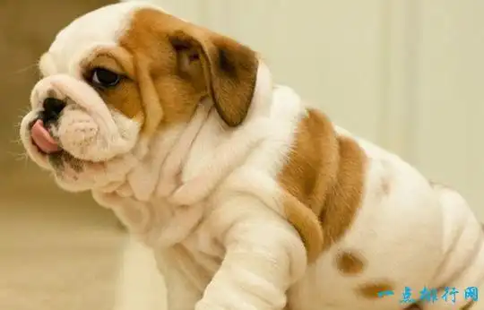 十种最萌的狗排名金毛排第九