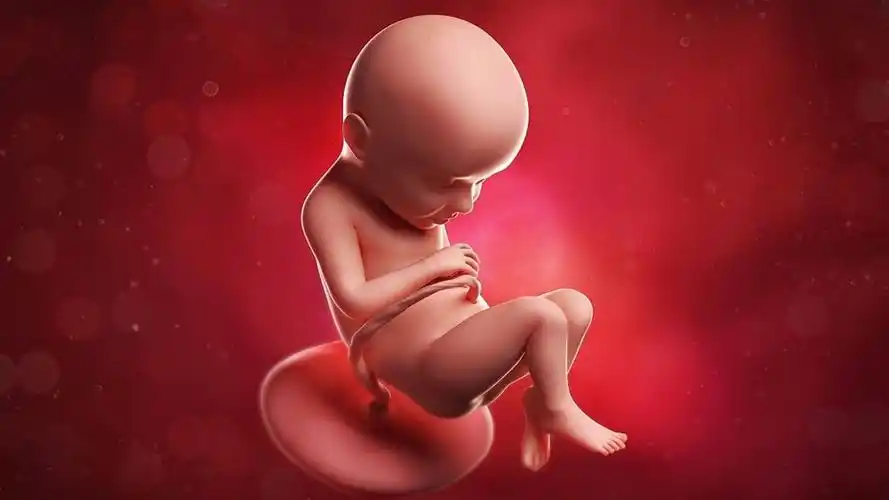 孕24周胎儿在妈妈肚子里会踢腿打嗝呢这一周妈妈记得做产检