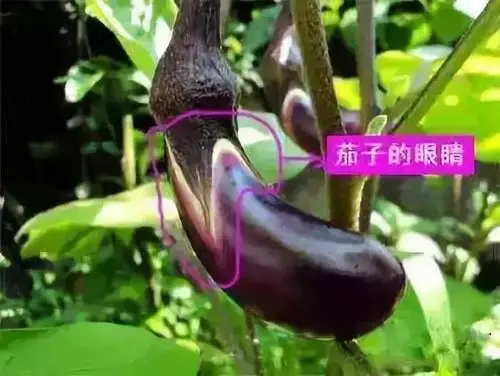 "眼睛"越大,表示茄子越嫩;越小,表示茄子越老.