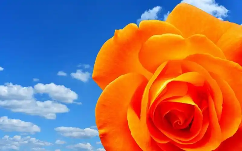 玫瑰花最美花语