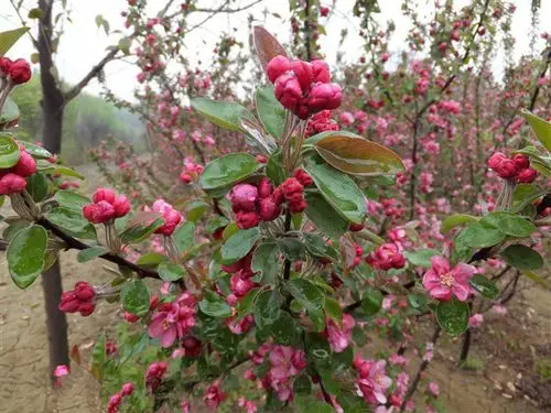 北美海棠-亚当-新花开而旧果不落