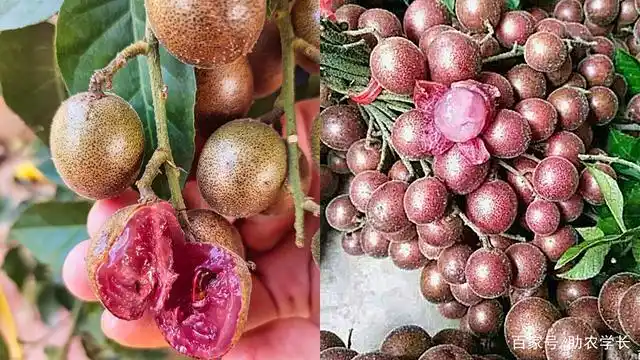 这两年来,果农们在种植一种紫肉的黄皮果,你有见过吗?