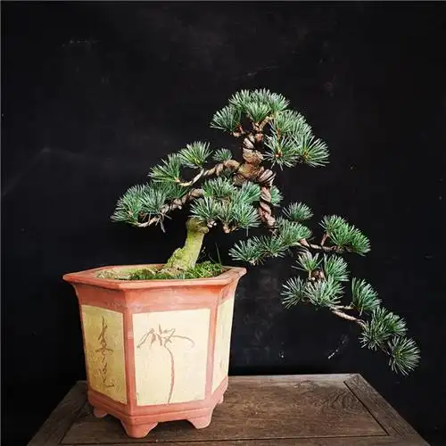 精品五针常青松常青四季盆栽盆景绿植五叶短针绿植