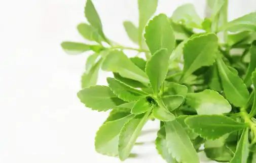 这种野草能治愈肝炎,肝硬化腹水,每天一棵就行,连医院都在用!