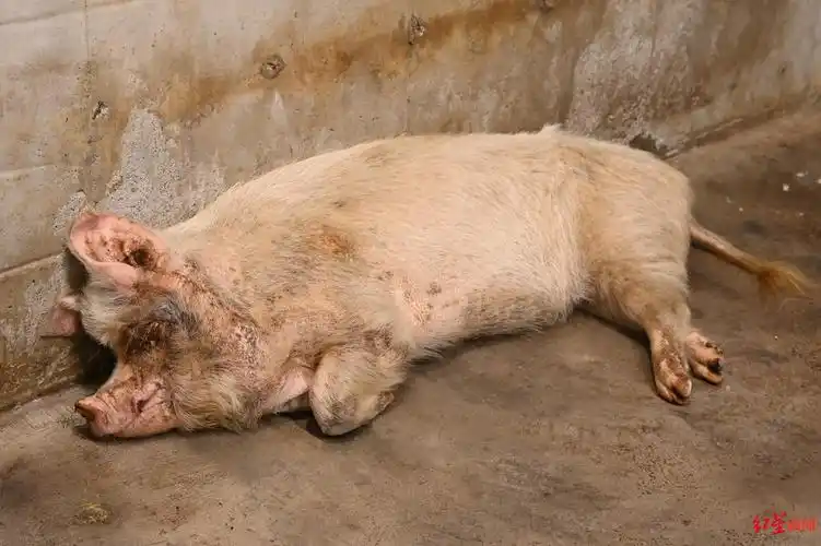 5·12看望猪坚强游客暴增 专家:别过度消费它