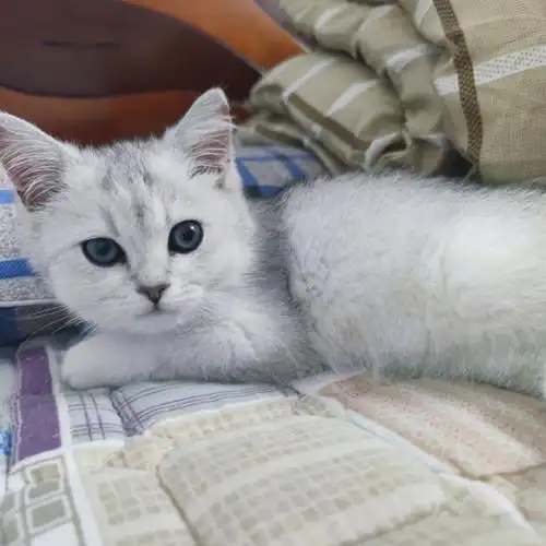 银渐层发腮前后对比