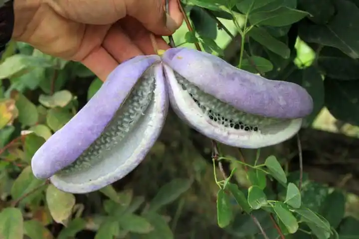 这10种稀有水果,吃过3种以上你就很厉害啦!