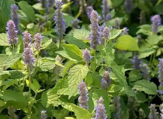 溪黄草的功效与作用