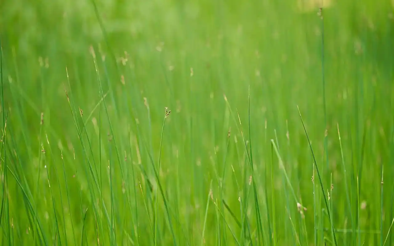 小清新养眼绿色植物高清桌面壁纸