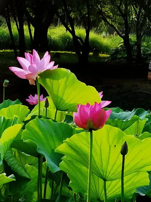 夏至赏荷花最美!请您欣赏