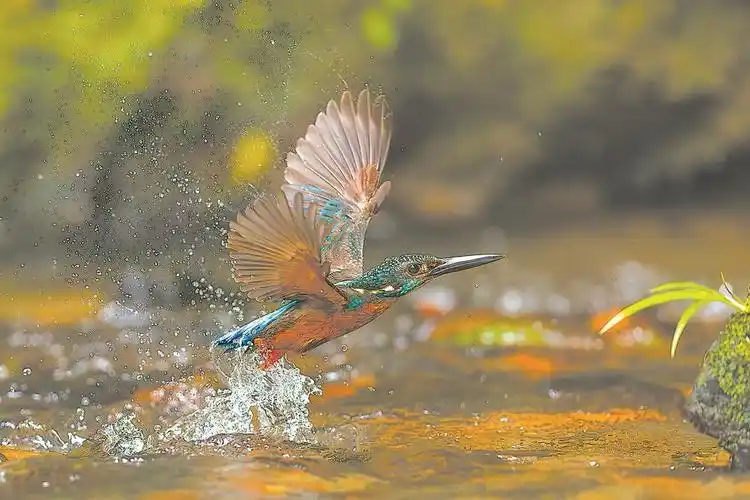 春节期间,斑头大翠鸟在明溪畅享嬉水之乐. 张勉 摄
