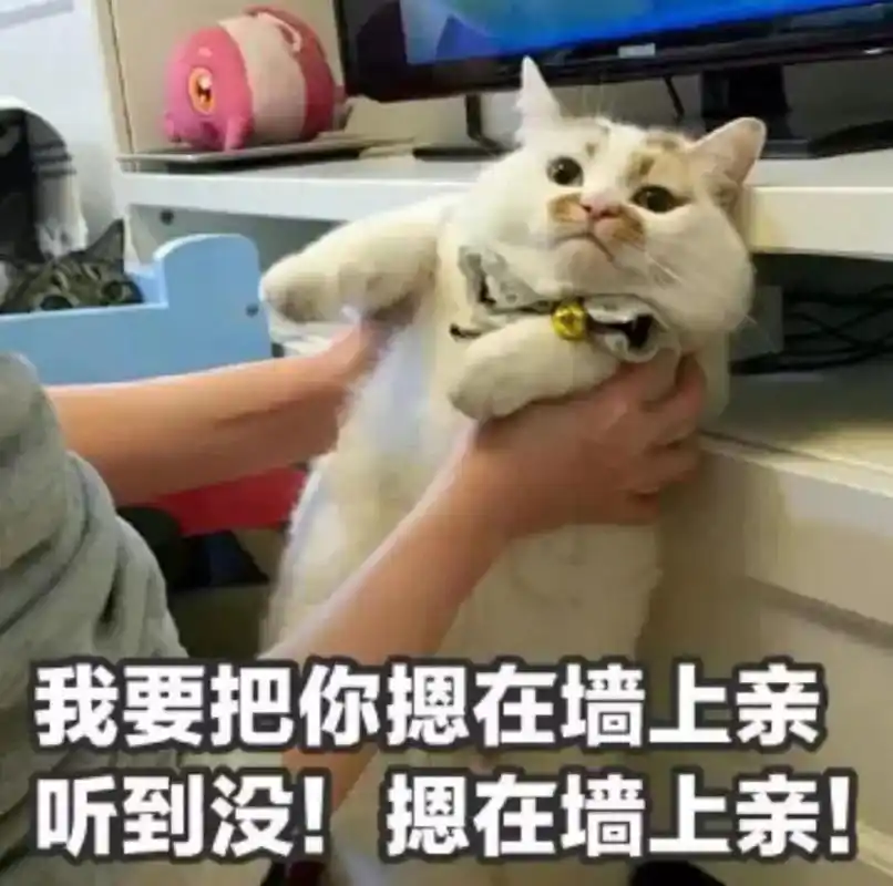 猫猫表情包我要把你摁在墙上亲亲
