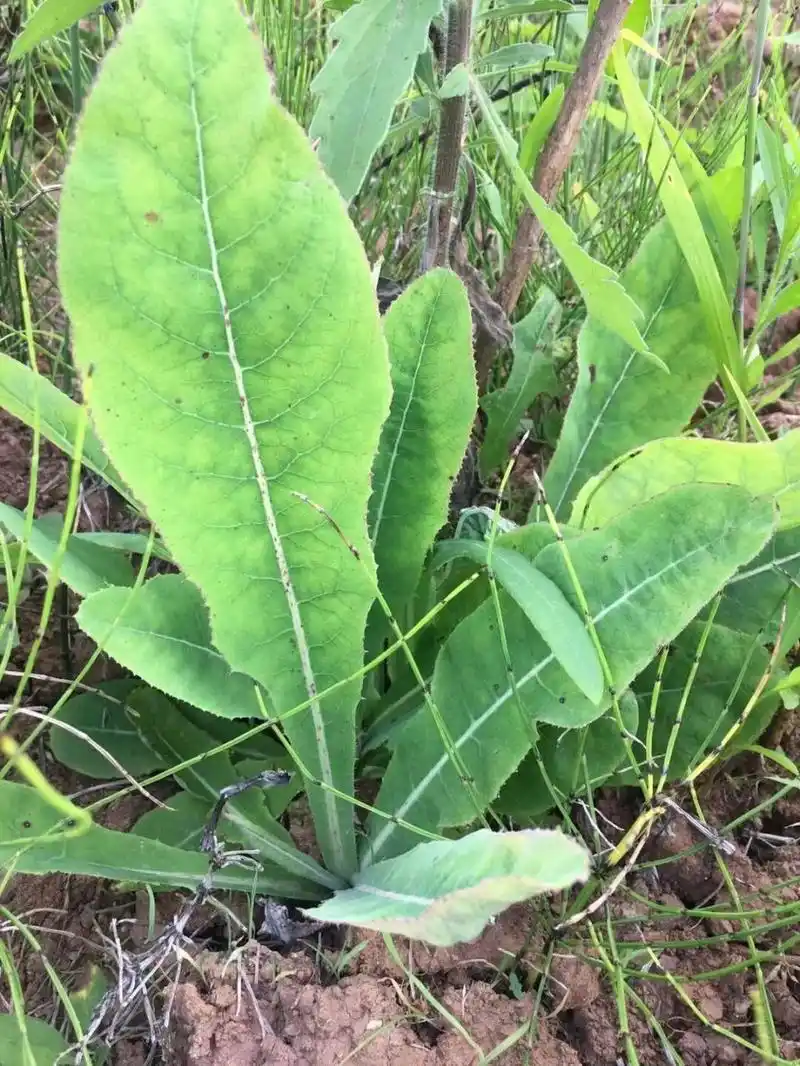 苣荬菜又叫荬菜,野苦菜,野苦荬,苦葛麻,苦荬菜等,是我们生活中常见的