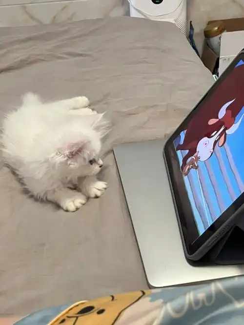 沉迷追剧的小猫咪该拿它怎么办