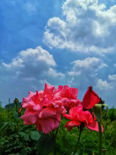 中国最美乡村,大冶还地桥镇一花海知音