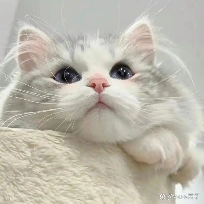 可爱猫咪头像|女生 萌宠微信头像