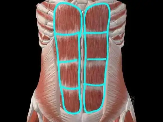 人鱼线?马甲线?