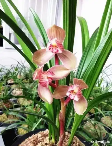 兰花,被誉为"花中之王",是我国传统文化中极为重要的一种花卉.