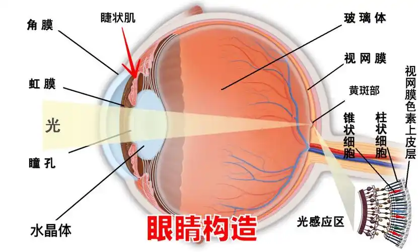 你了解眼睛的运作吗