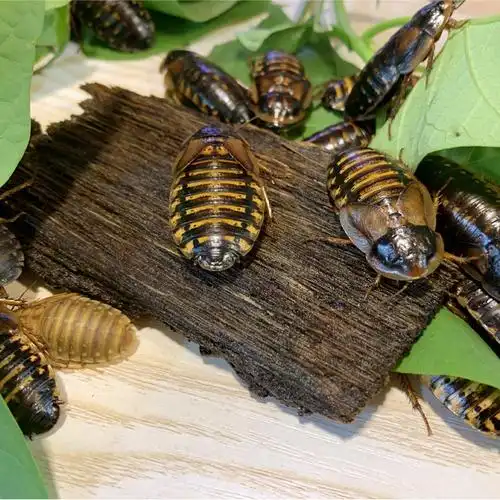 活体新鲜杜比亚比亚蟑螂幼体亚成各种规格鬃狮守宫爬虫