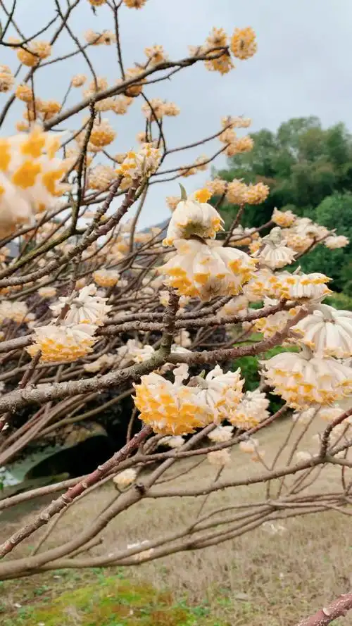 结香,象征着长长久久爱情.别名"黄瑞香","滇瑞香","黄花结香".