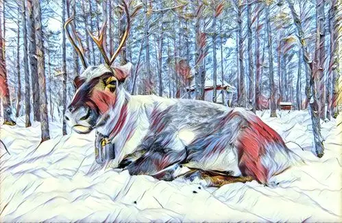 在敖鲁古雅的森林里驯鹿并不少见或在林间漫步或慵懒的躺在雪地里