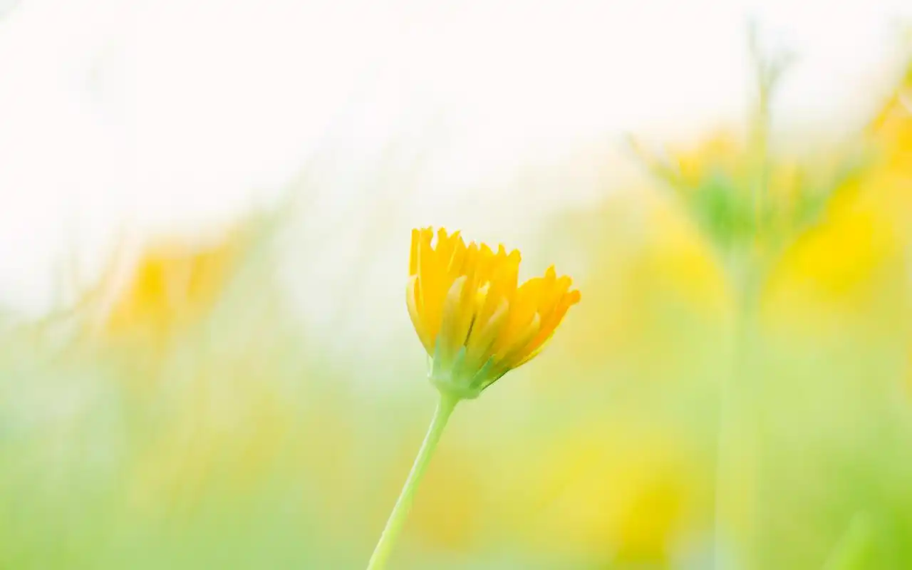 唯美秋菊小清新高清桌面壁纸