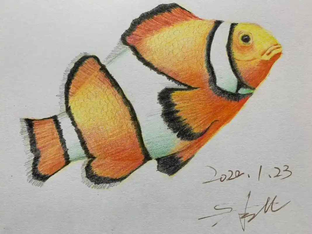 小丑鱼#彩铅画 #彩铅 #手绘 #彩铅手绘 #一起学画画 - 抖音