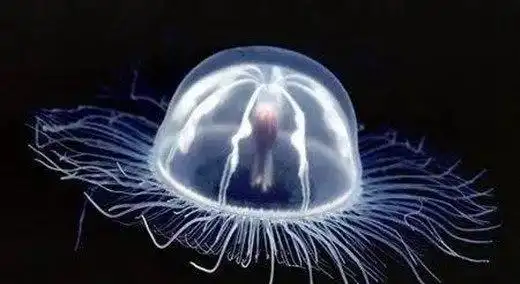 世界上最毒的水母箱水母一只可杀死60位成年人