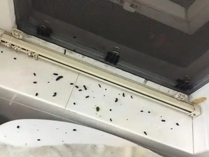 窗门一直没开 然后马桶上就有黑色的东西 不知道是什么 帮我区分下