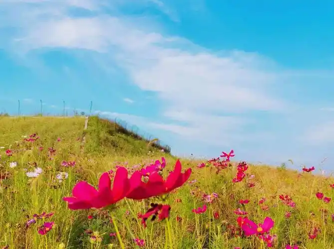 格桑花开,幸福吉祥