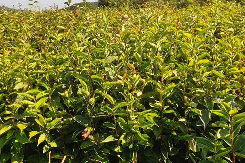 0/棵 大果红花油茶苗,出油率高,品种非常好