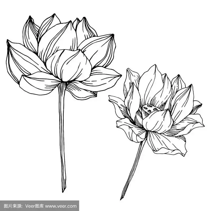 黑白篆刻水墨艺术.孤立的荷花插图元素.