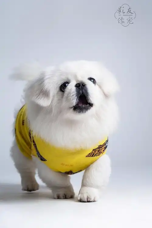 城市里越来越少见的犬种,京巴.