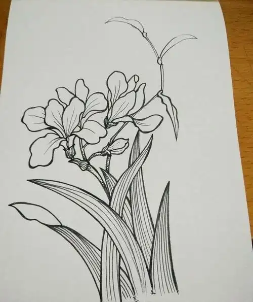 一组黑白线描花卉