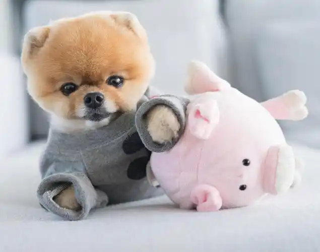 1/ 12 这只博美犬的走红不是因为贪吃,人家纯粹是靠颜值取胜.